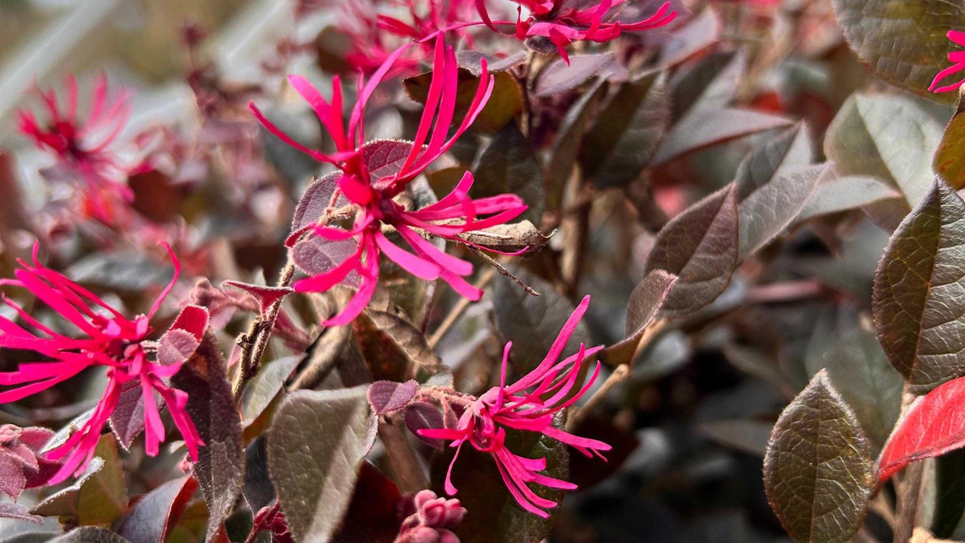 Purple Flowers