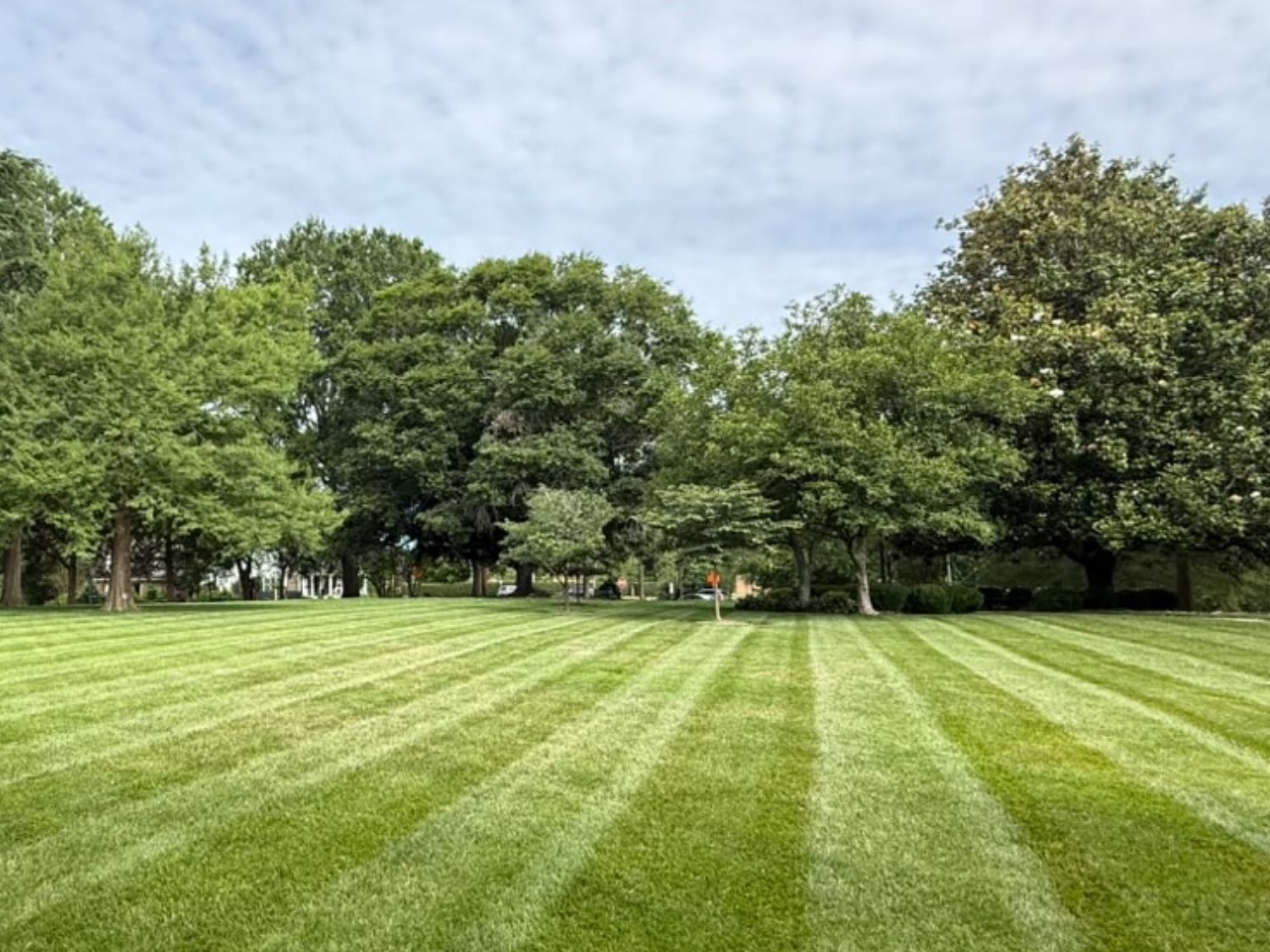 Lawn Health