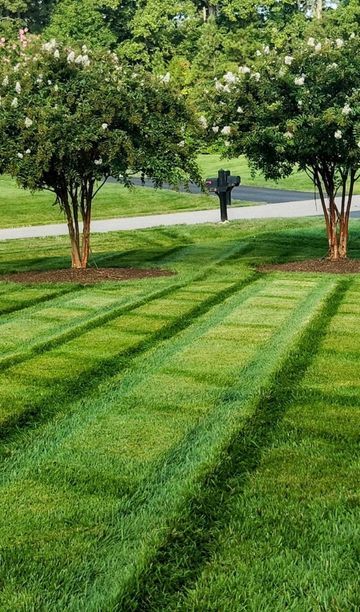 Mowed lawn