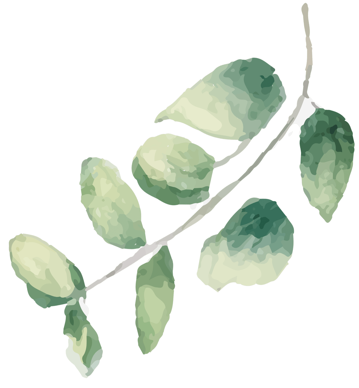 plant-6-r