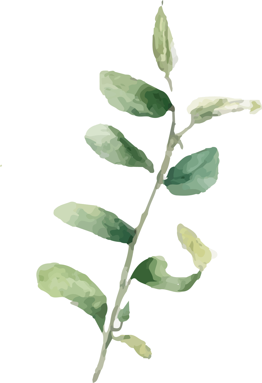 plant copy 5