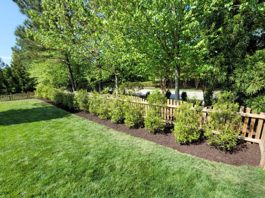 A row of bushes with black mulch