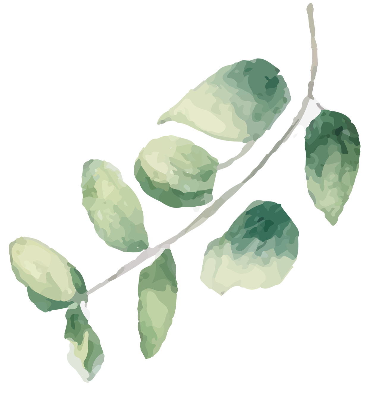 plant-6-r