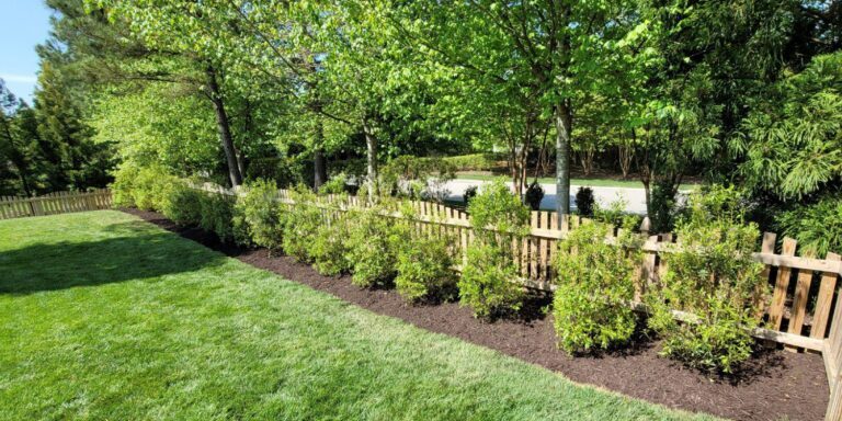 A row of bushes with black mulch