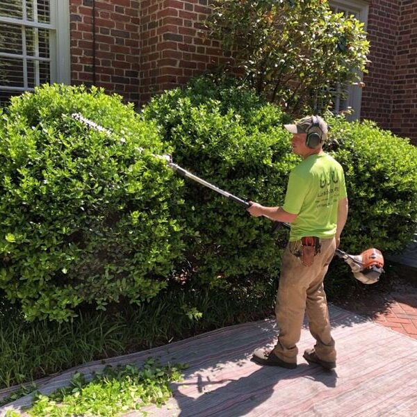 IMG_2792 Pruning